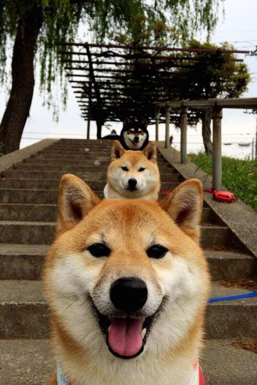 塞内加尔男足首次晋级奥运会四分之一决赛，塞内加尔国脚