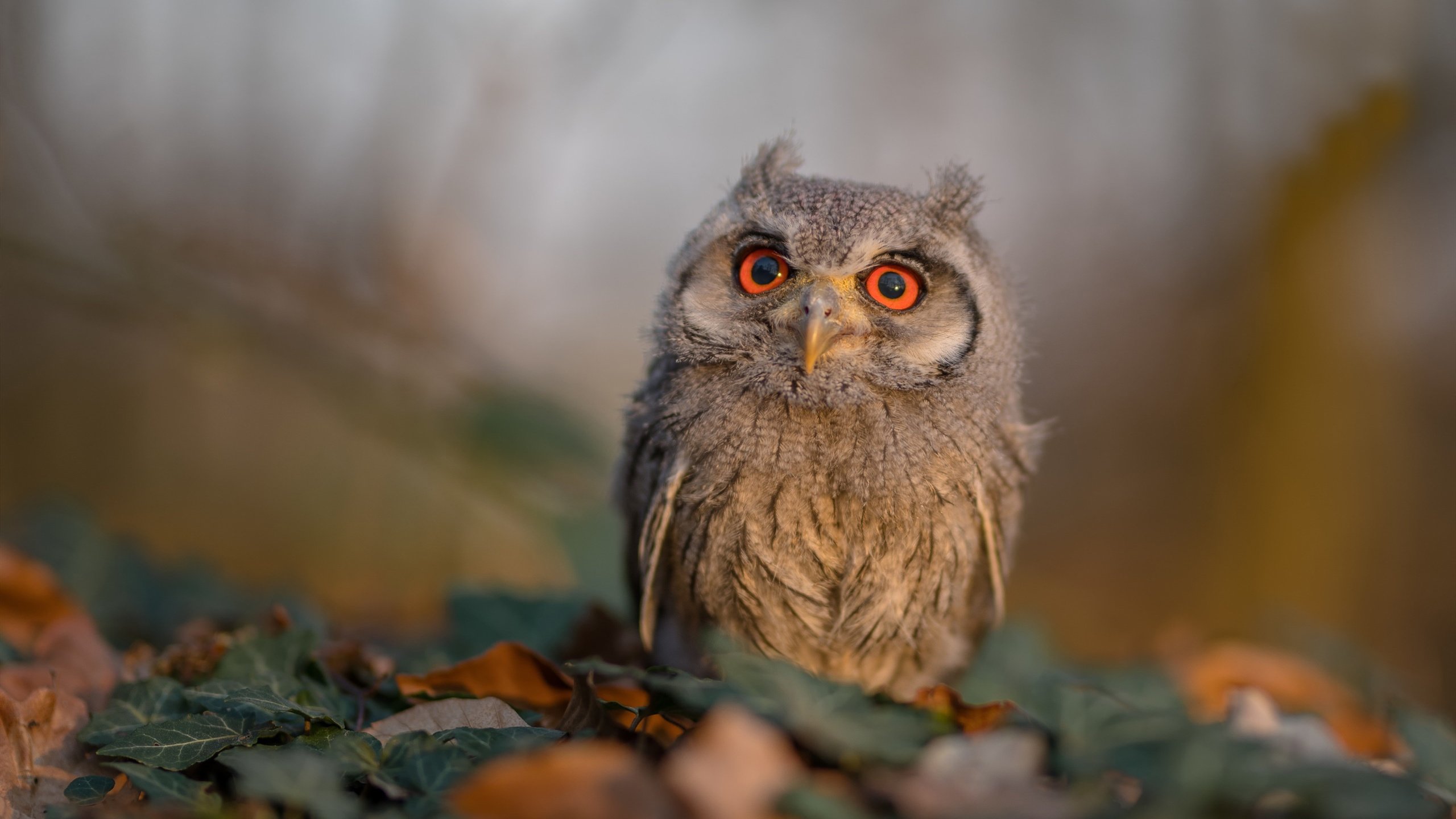 国际电竞协会发布最新行业规范,推动公平竞争,国际化 电竞