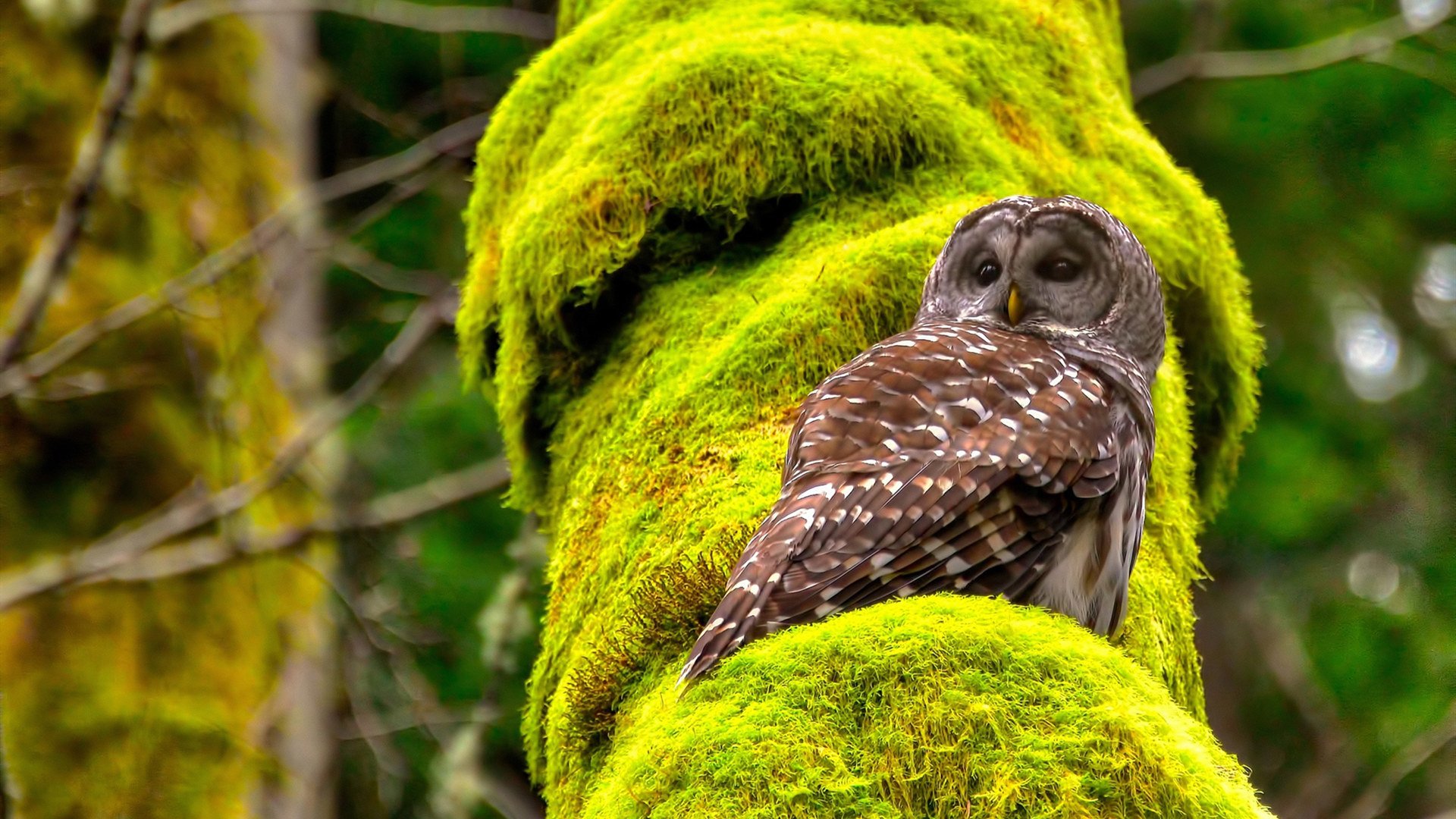 塞内加尔男足在巴黎奥运会比赛中以3-2战胜德国，塞内加尔足协