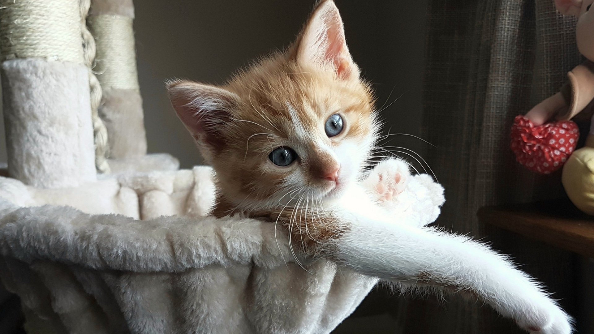 开云网页版-澳大利亚游泳队在奥运会中表现强劲