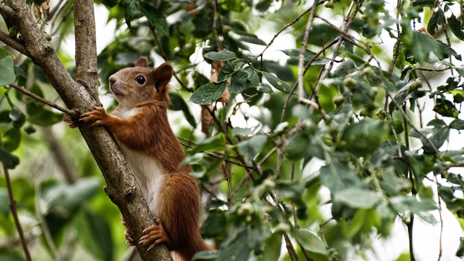 特色篮球运动走出乡村、走上国际舞台，助推“体育强国”战略，篮球特色展示