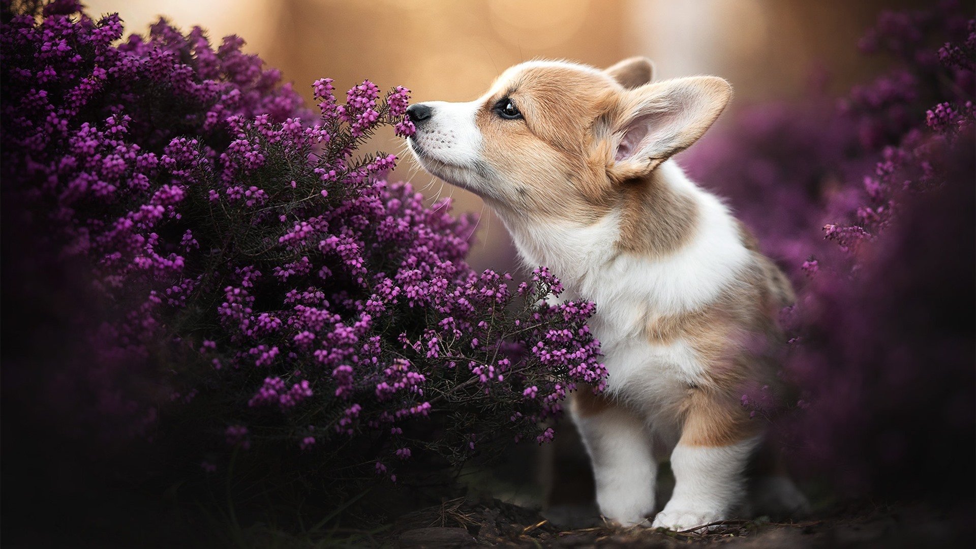 开云kaiyun-行业“智未来”平台上线，推动青训行业智慧化迈入新篇章，未来智行科技有限公司
