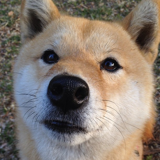 足球明星退役后转型教练比例持续攀升,足坛举行退役后当教练的