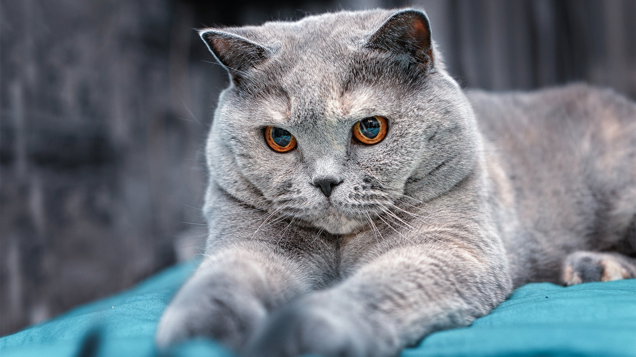 青训教练的故事:如何启蒙未来冠军,青训流程