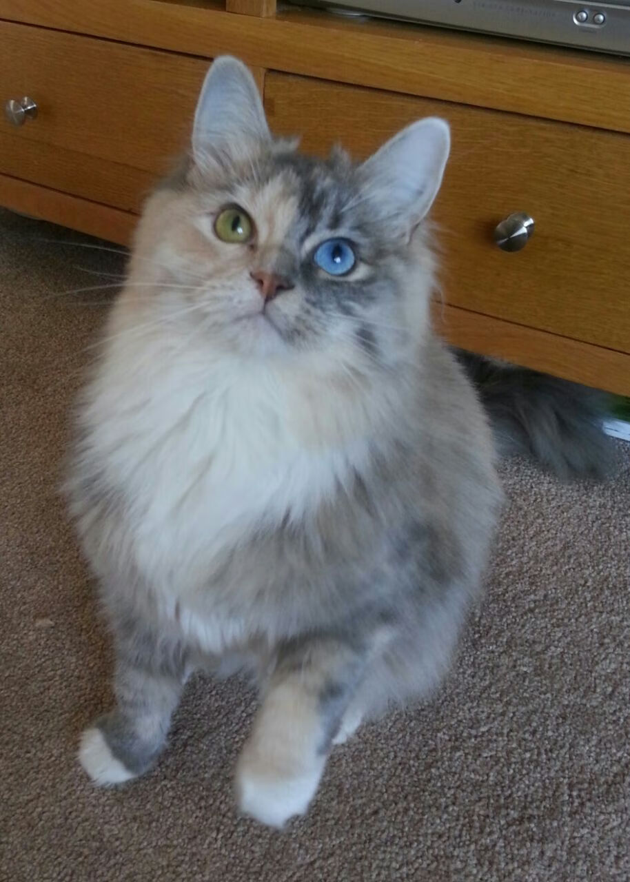 中国男子棒球队亚锦赛三连胜,晋级淘汰赛,男子棒球决赛直播