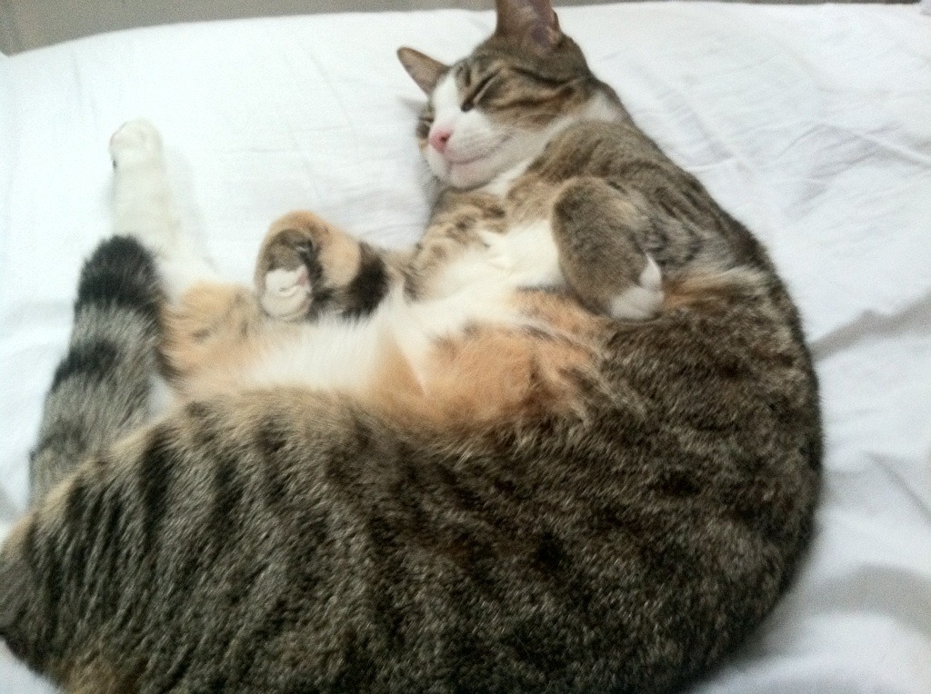 全球球场激烈战斗:篮球争雄风云再起,篮球场之争