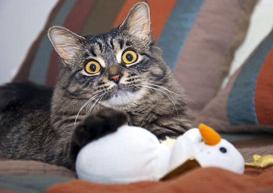 切尔西女足球员签约续约消息,切尔西女足球员签约续约消息最新