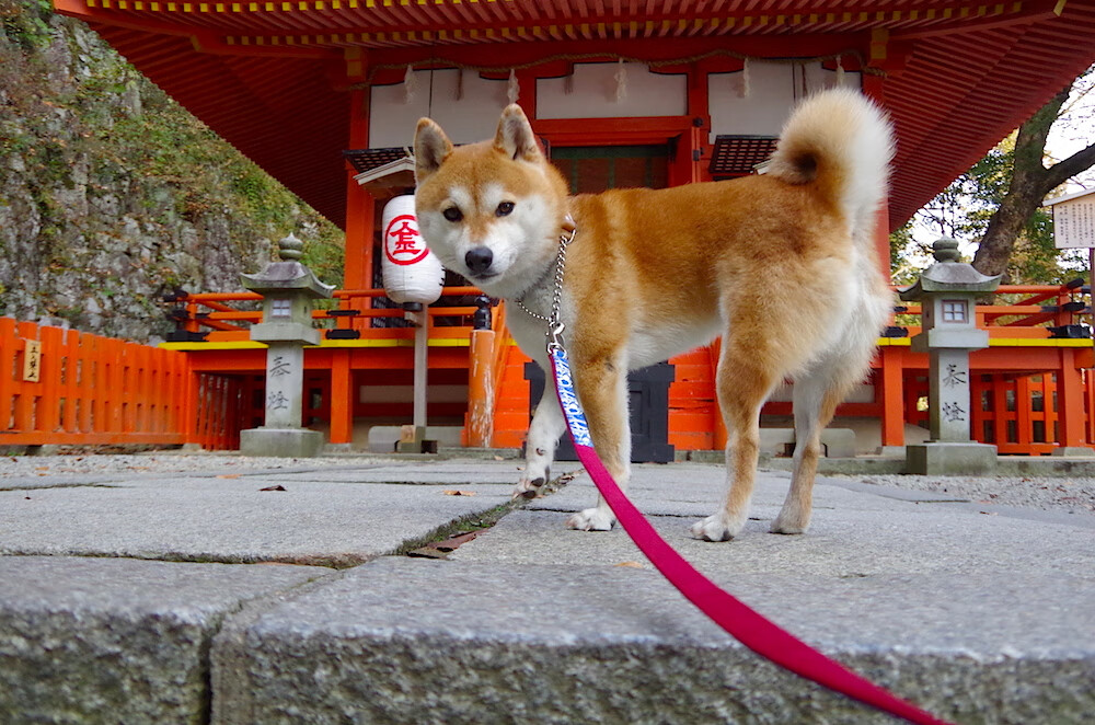 博卡青年主场连胜势头强劲,博卡青年主场叫什么