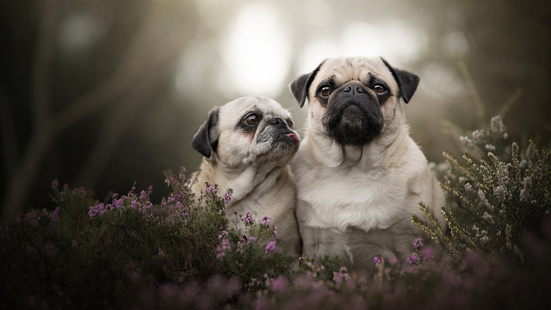 开云官方网站-威尔士客场险胜瑞士，晋级欧锦赛淘汰赛赛场，欧洲杯小组赛威尔士对瑞士