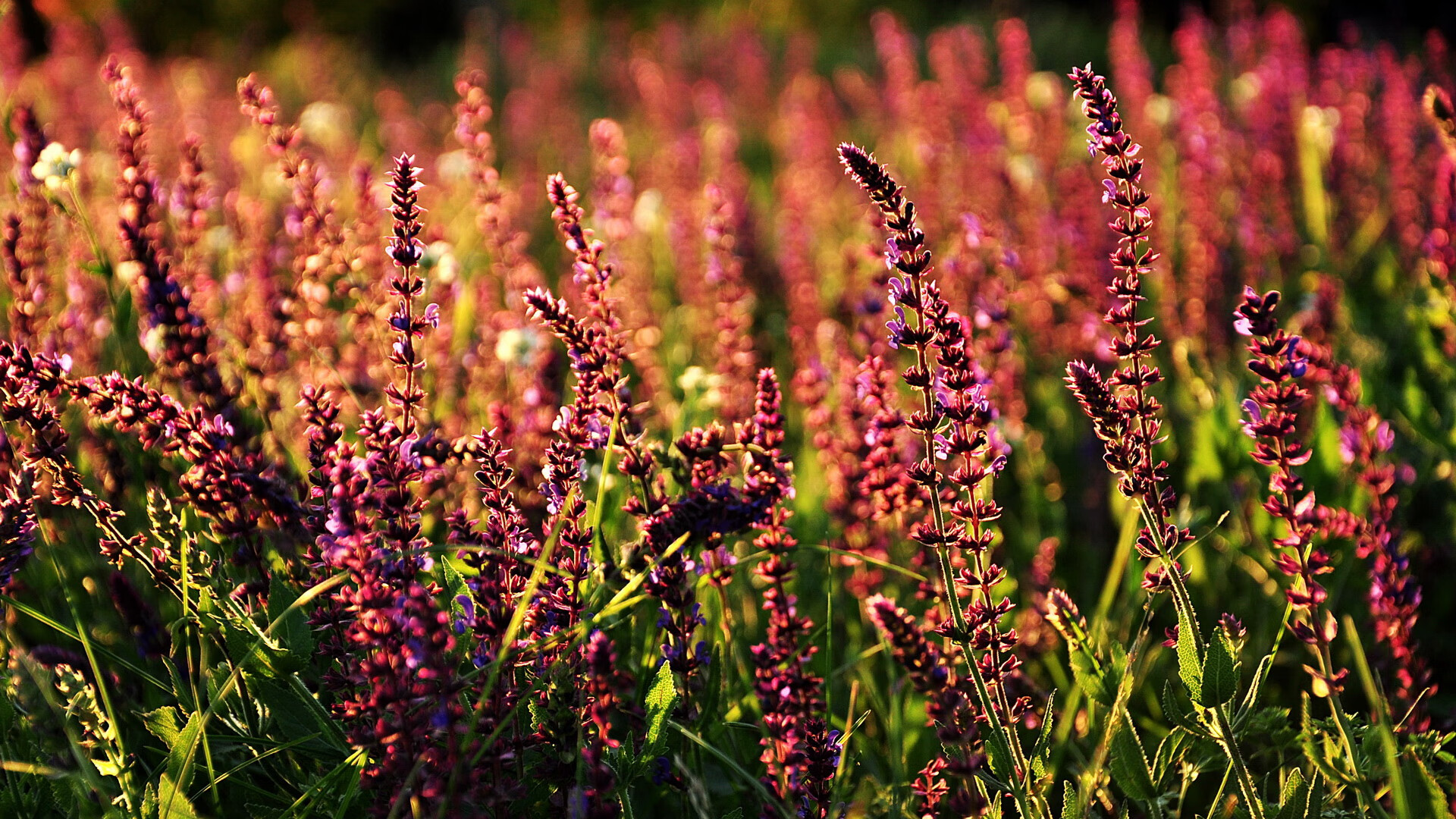 kaiyun官方网站-巴列卡诺队努力突破，争夺前进位置，巴列卡诺球员