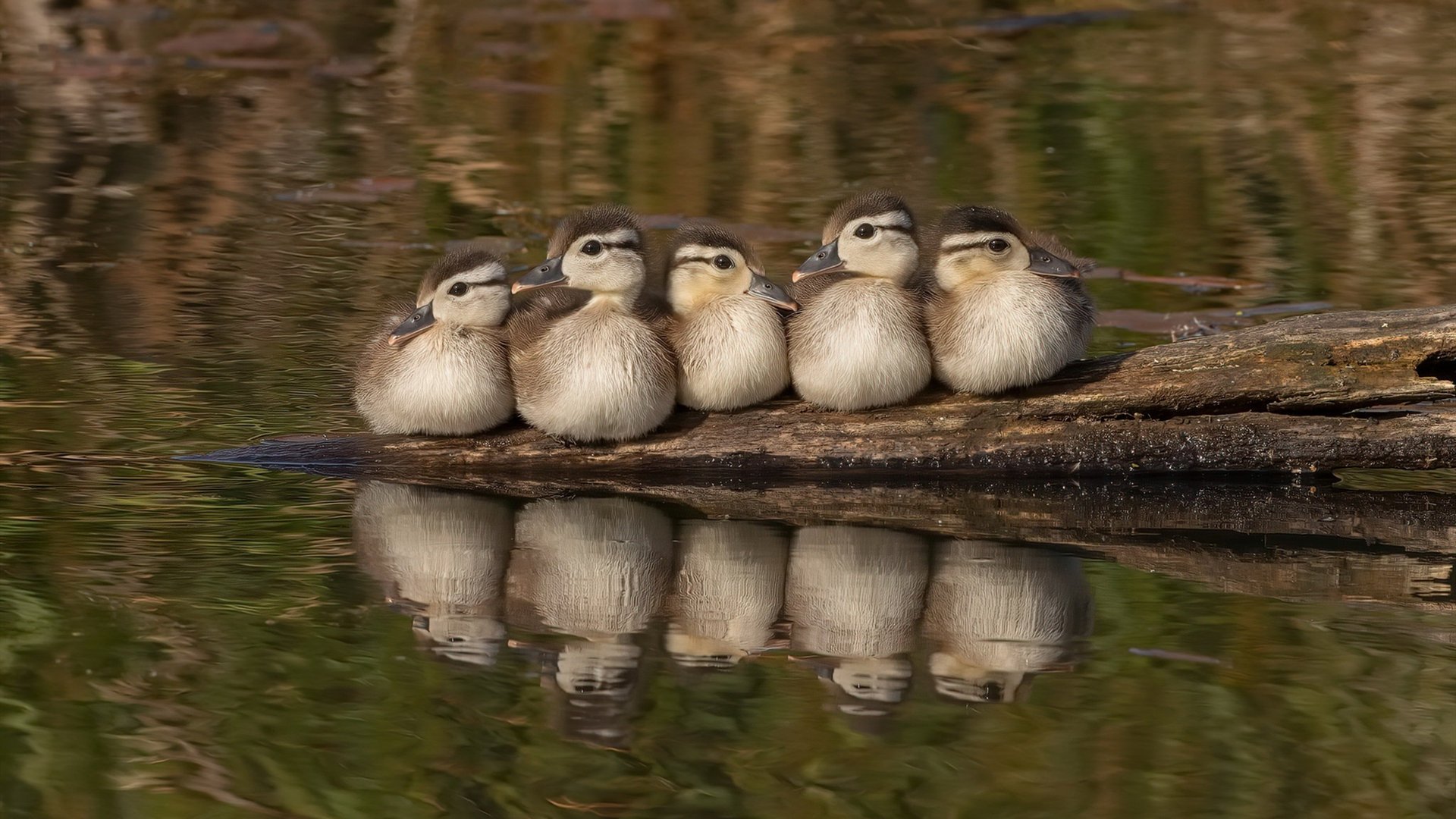 延边富德医院来福因伤缺阵，球队战力受限，延边富德百科