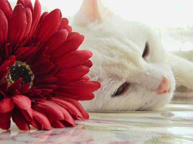 开云入口-欧洲联赛拉开帷幕，各国球队争夺冠军头衔，欧洲所有联赛