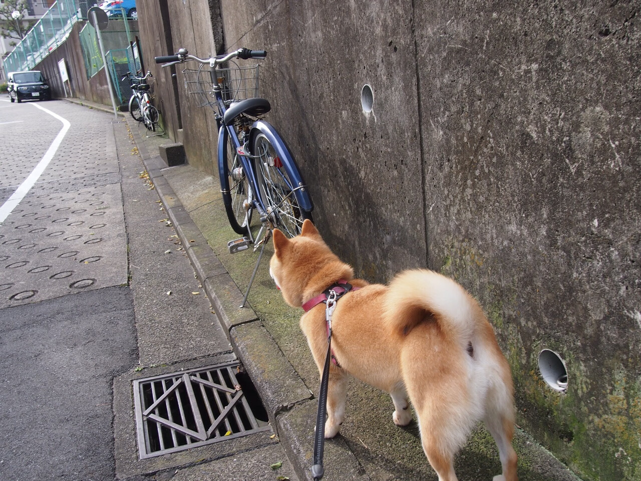 法国球员在本土联赛中取得完胜,实力不容小觑,法国球队阵容