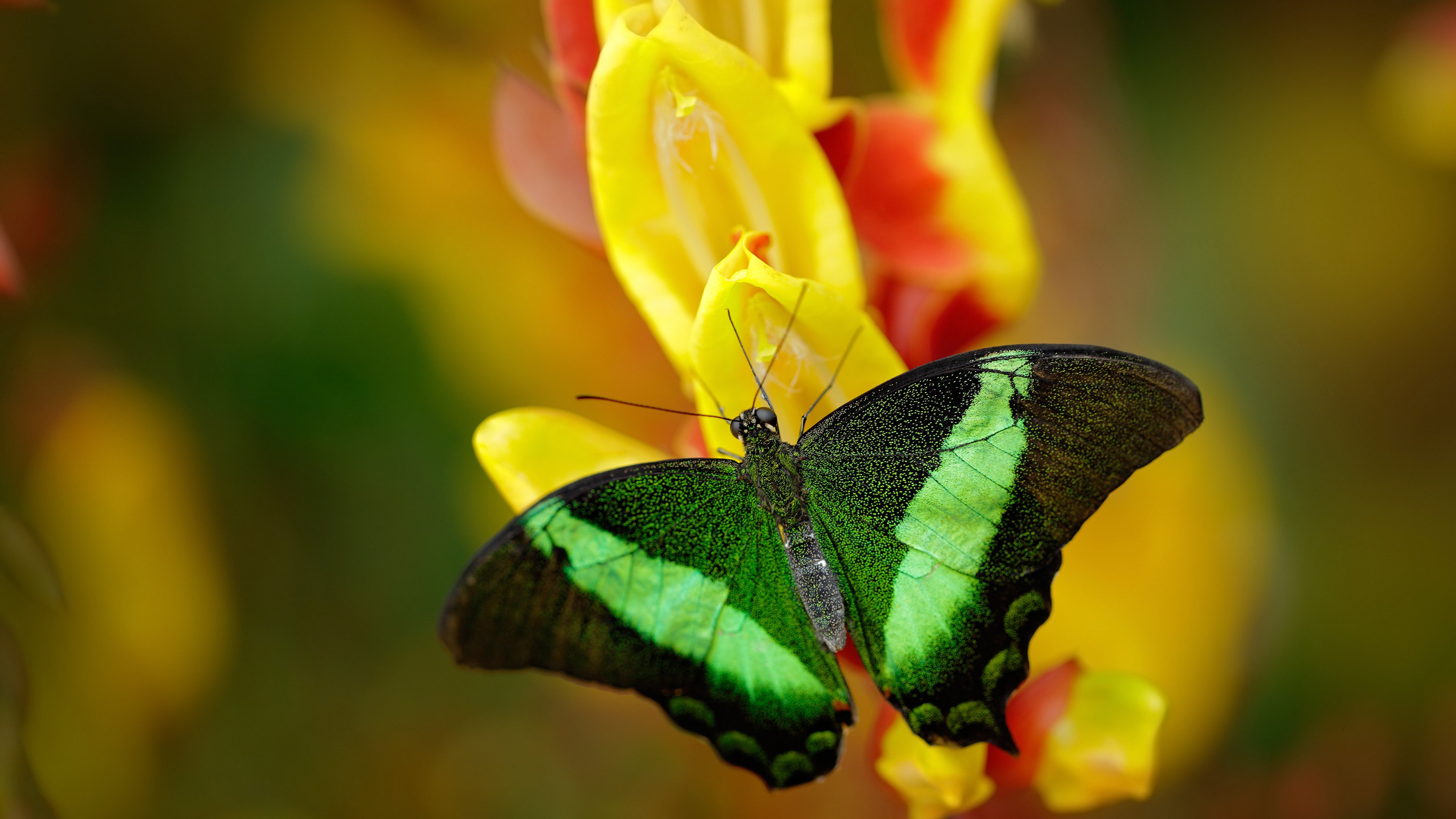 湖人队球队新援快速融入球队,湖人队最新加盟球员