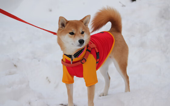 瑞典选手 Ztr 在国际赛事中崭露头角,wrc瑞典站