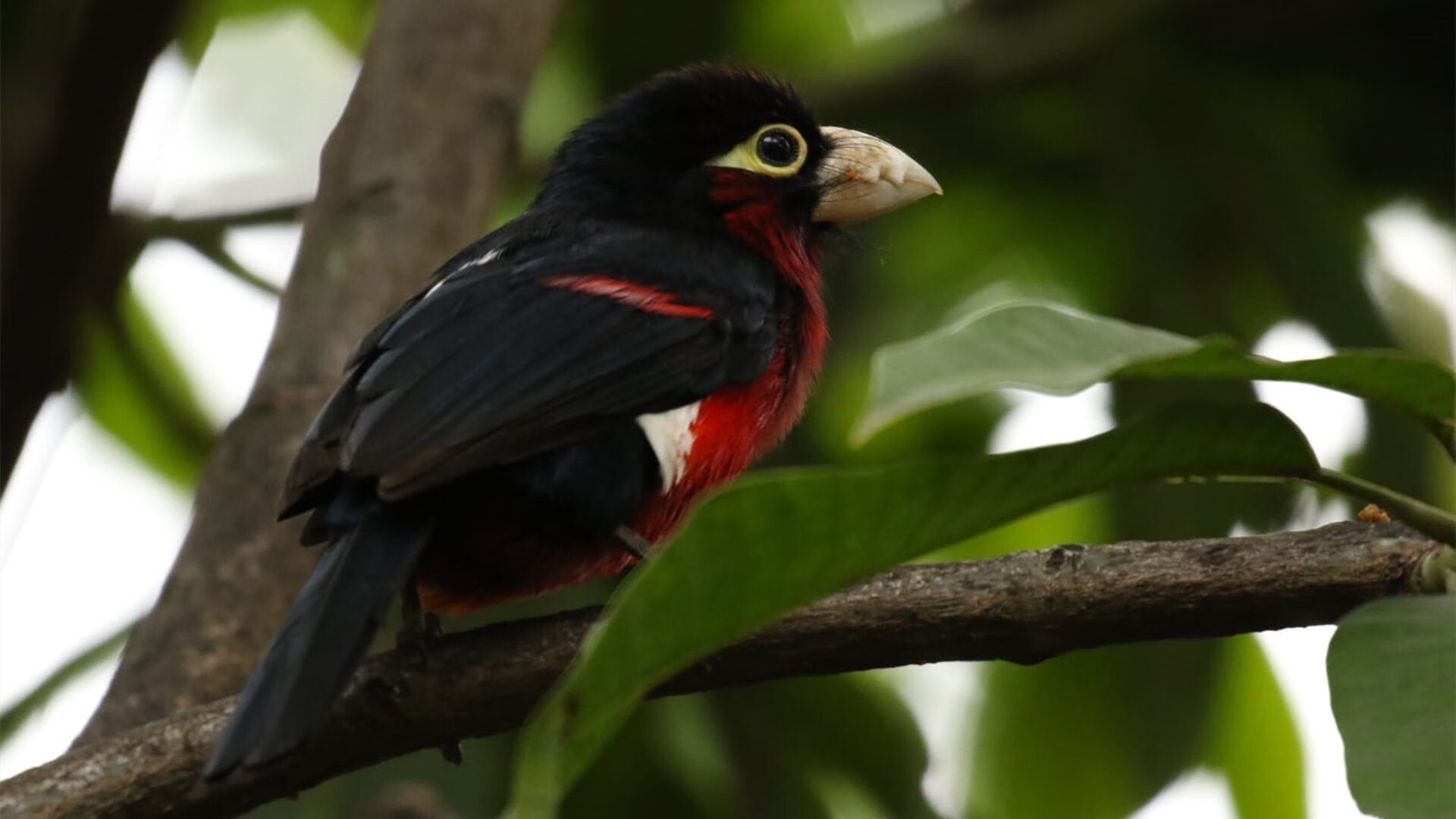 维多利亚遭遇连续失利,球队士气低迷,维多利亚21936结束吗