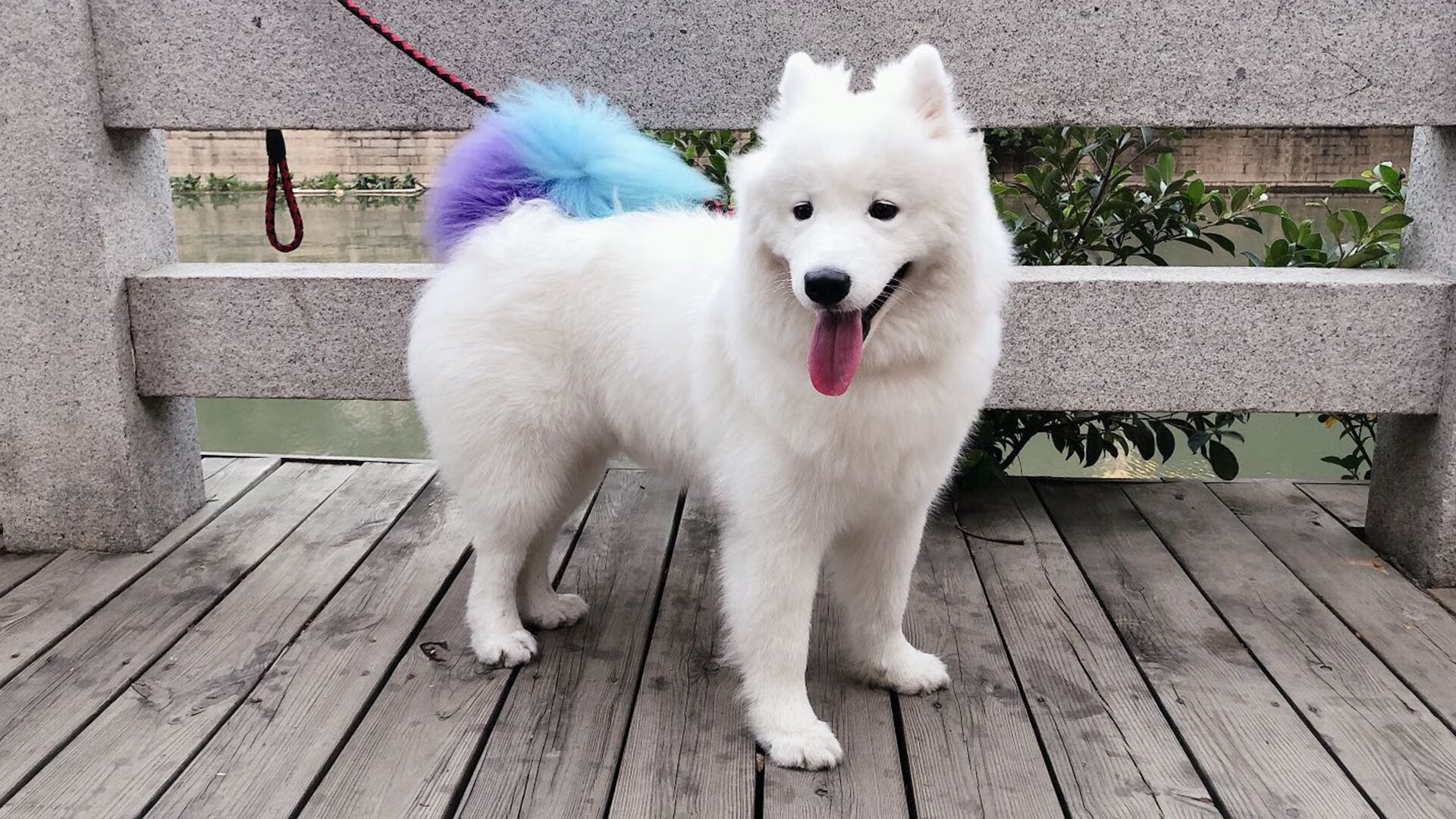 莱加内斯主场告捷,球队连胜求稳,莱加内斯阵容