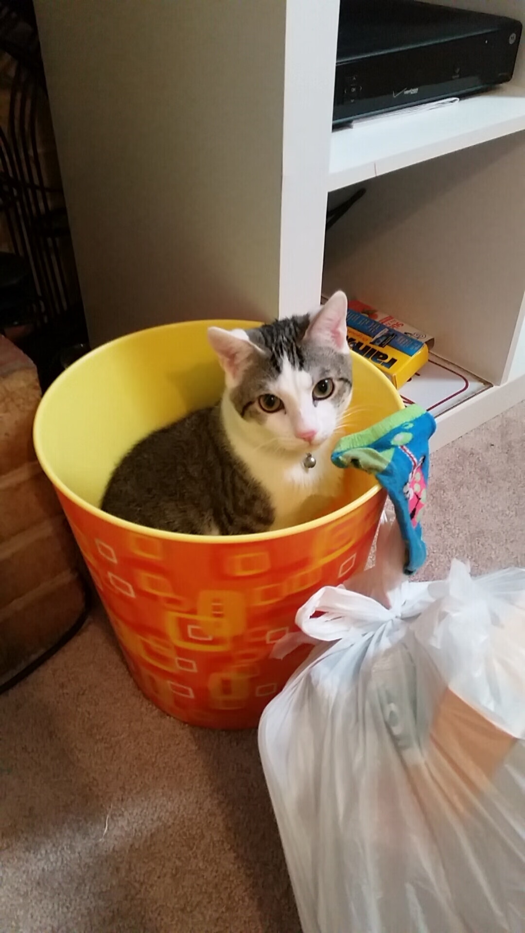 开云体育-诺里奇客场负于埃弗顿，士气受挫陷入低潮，诺里奇位置