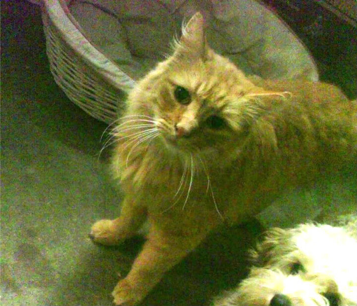 开云·Kaiyun网页版-赫塔费是否可培养自有青训体系，赫塔费延期