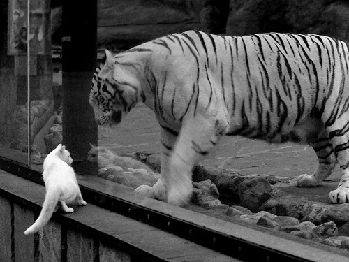 开云平台-中国足球青训路径成功案例归纳，中国足球青训将来的发展