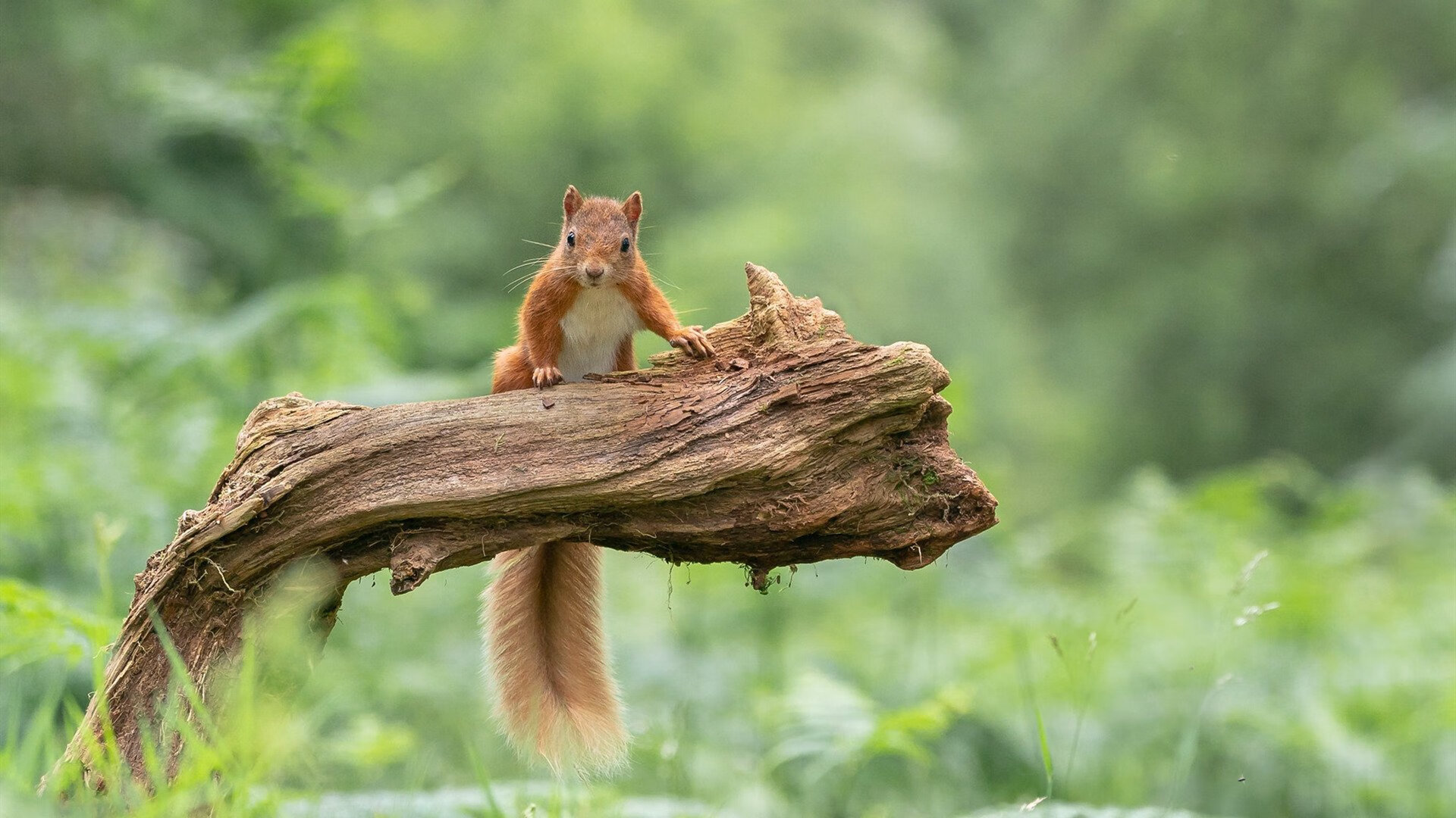体育产业资本运作模式，体育产业资本市场内涵
