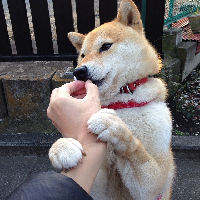 开云网页版-篮球专项体能训练技术创新与应用案例分享，篮球体能训练文献综述