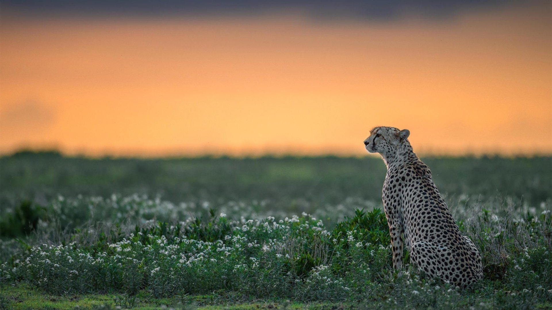 西甲联赛主场错峰时间赛事收入对比分析，西甲主场球场