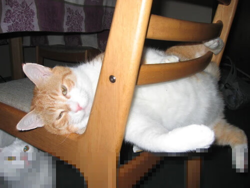 “2025世界运动会：天府校区台球赛精彩不断”