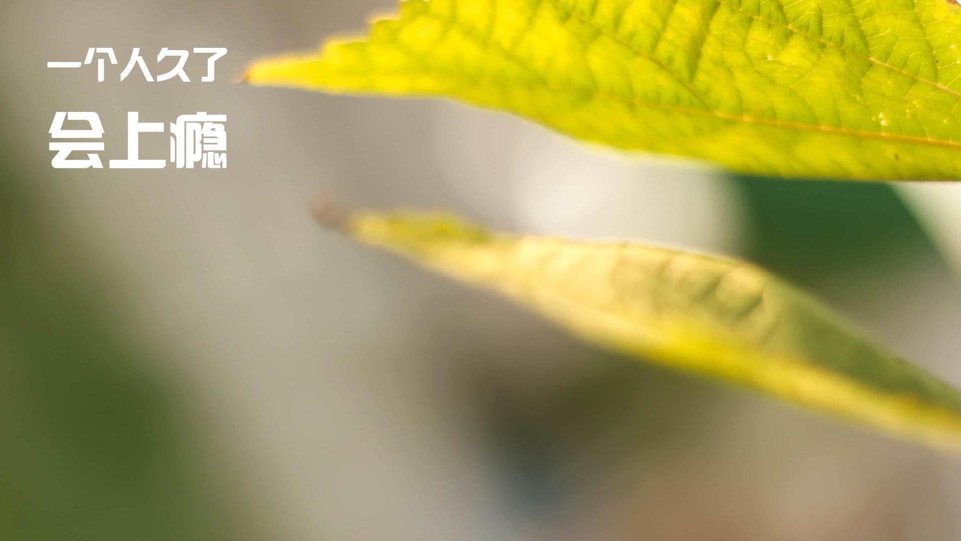 五大联赛豪门新援是否真正补齐短板，五大联赛之外的豪门