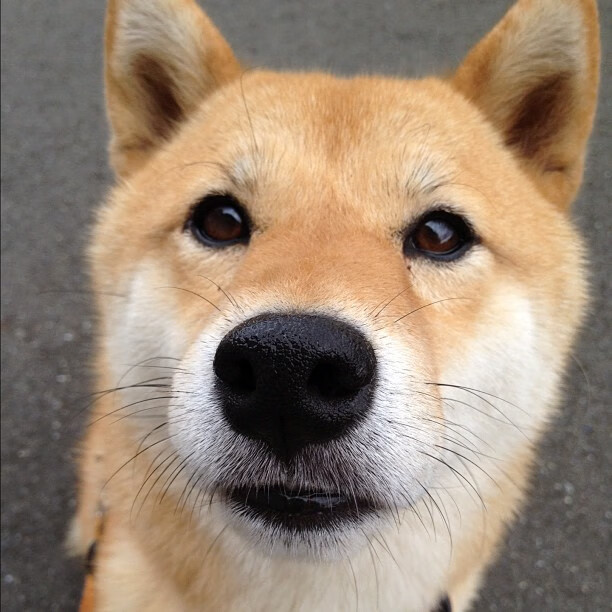 五大联赛是否开始复兴双前锋经典组合打法