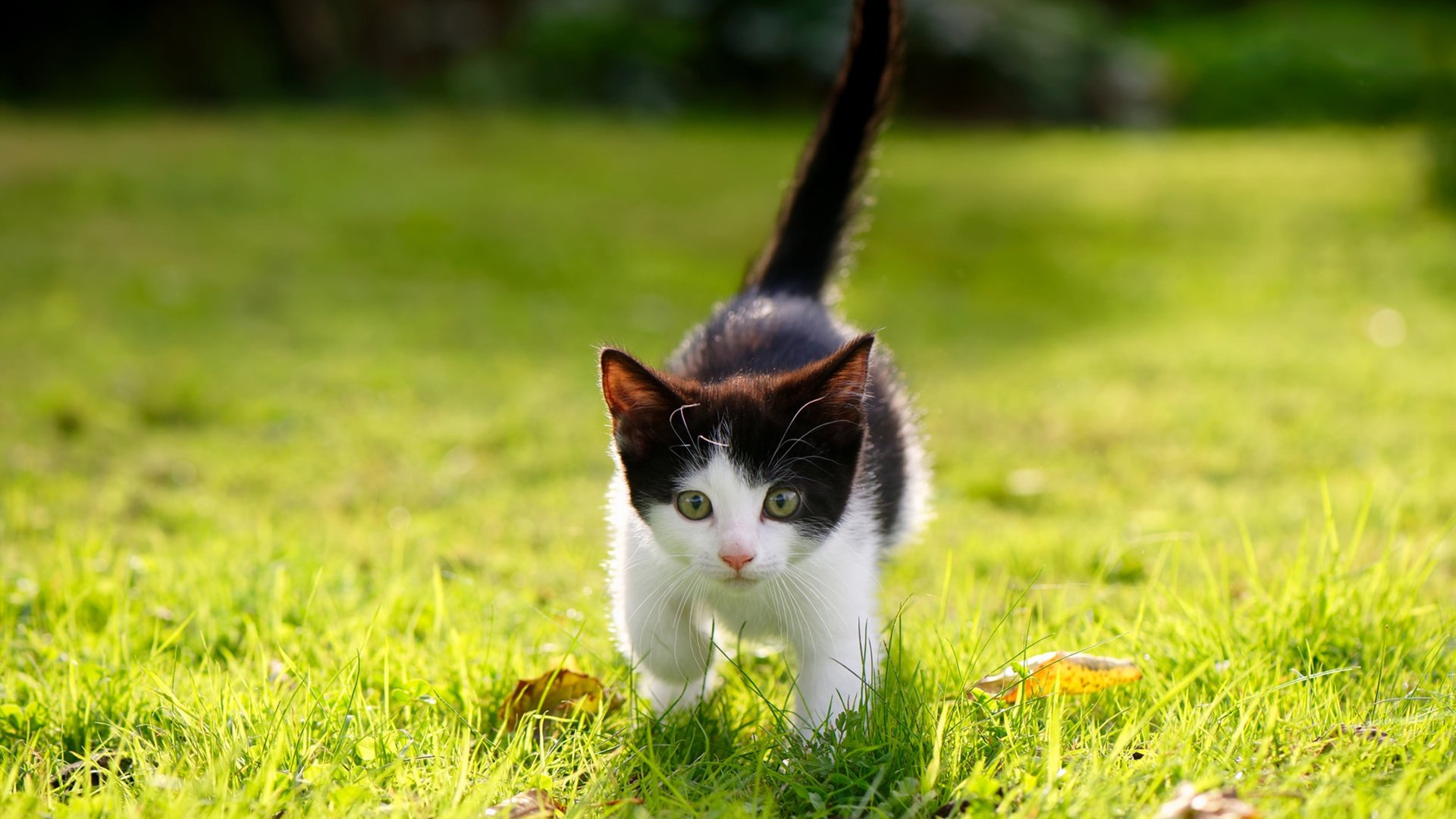 丁俊晖直播中与球迷亲切互动,丁俊晖主播